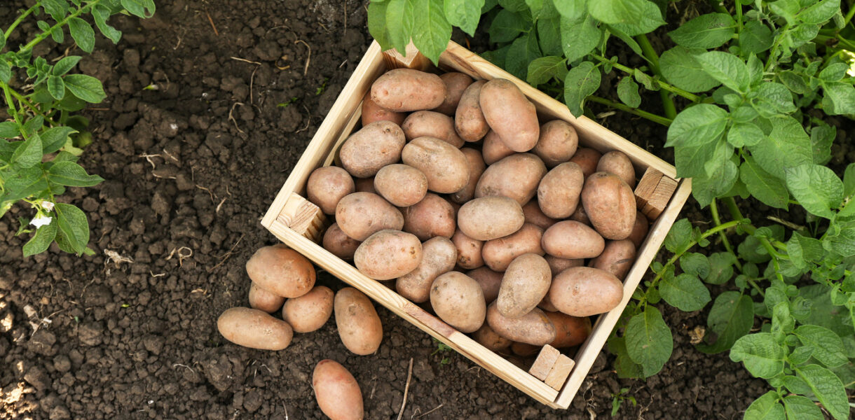 Caisse remplie de pommes de terre posée à même le sol